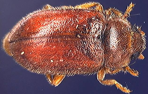 Coccidula rufa